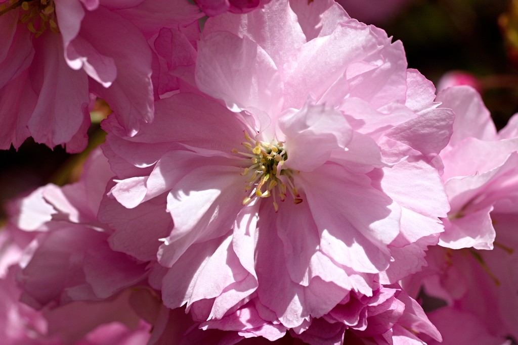 bloesem hdr voorjaar lente bloem bloemen flora fruitbomen betuwe kersenbloesem japan sakura fruit fruitbomen